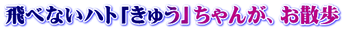 ��ׂȂ��n�g�u���イ�v����񂪁A���U�� 